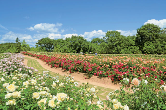 そらの花畑 世羅高原花の森