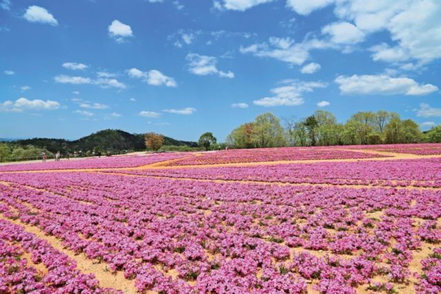 Flower village 花夢の里