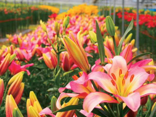 花の駅せら 「世羅ゆり園」