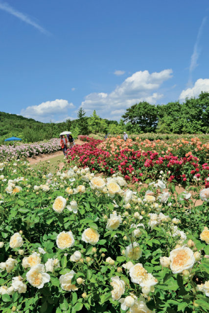 そらの花畑世羅高原花の森
