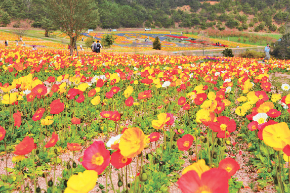 香山ラベンダーの丘