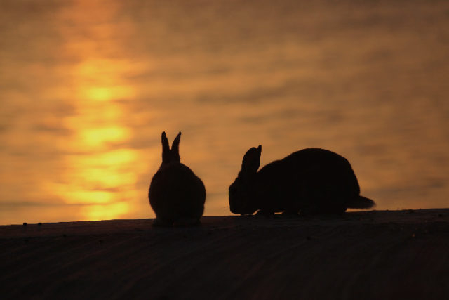 大久野島はこんなところ