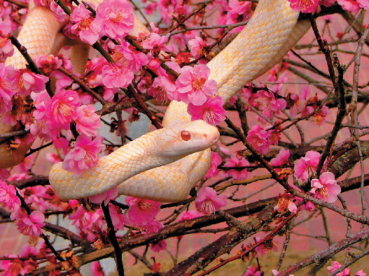 岩国シロヘビの館