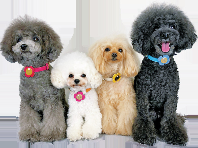 【軽井沢駅周辺の雑貨×ハイセンスな雑貨店】軽井沢BIRDIE DOG Lover's shop + CAT