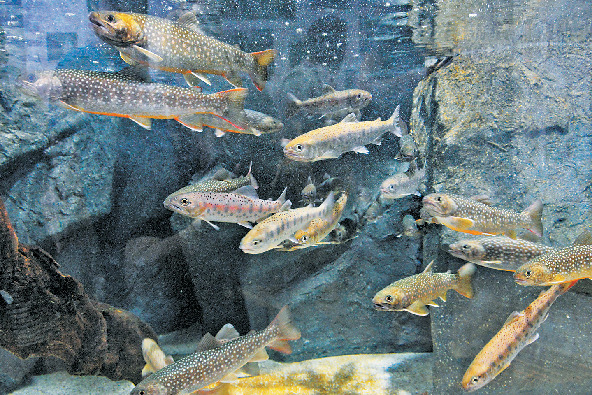 【見どころ3】庄内淡水魚水槽