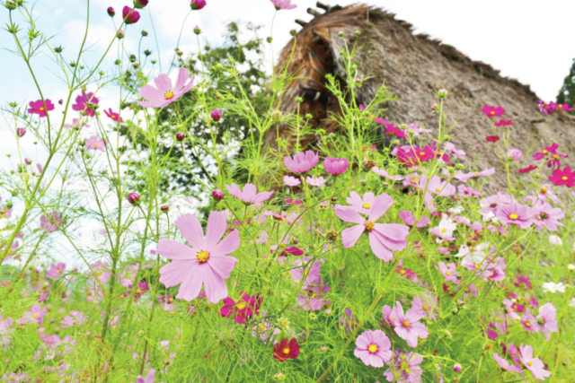 富山・五箇山のめぐり方