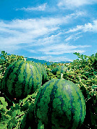 夏の名産品の旬