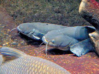 【見どころ3】庄内淡水魚水槽