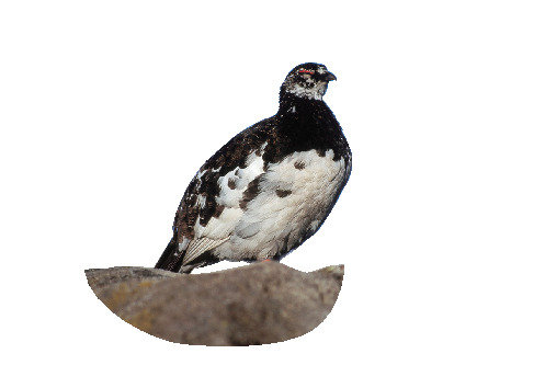 立山黒部アルペンルート