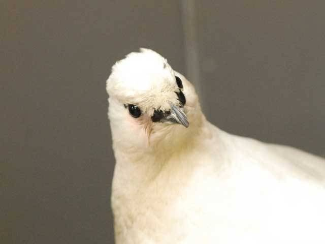 富山市ファミリーパーク