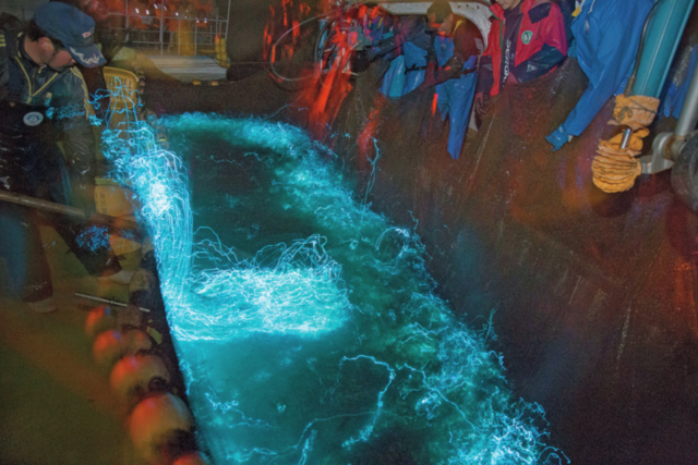 ほたるいか海上観光