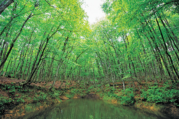 【新潟×絶景④】美人林