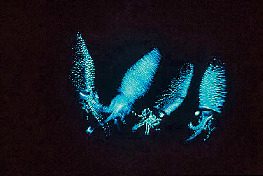 【富山×春の見どころ】3月