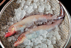 【富山×秋の見どころ】11月