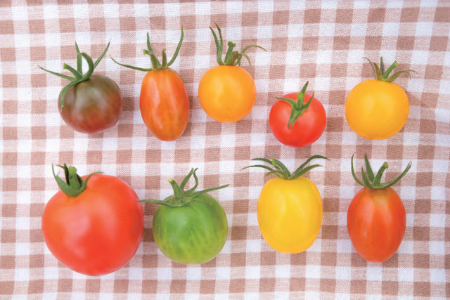 トマト収穫体験