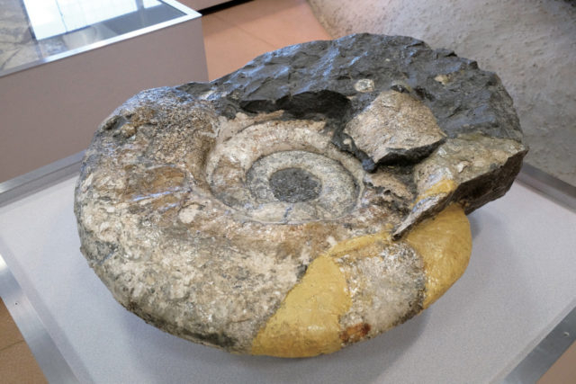 いわき市アンモナイトセンター