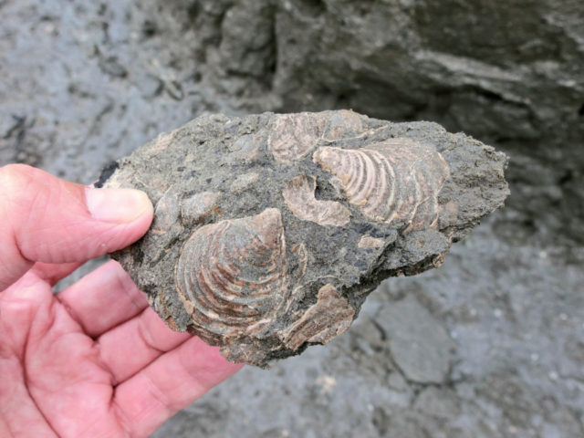 化石発掘にチャレンジ