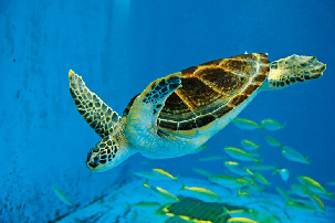 【見どころ2】催しもの&体験