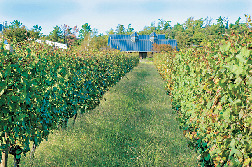 エリア⑧:ひと足延ばす 新潟タウン周辺