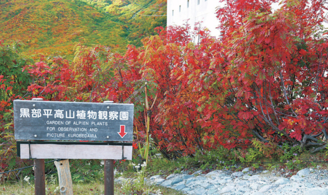 高山植物観察園