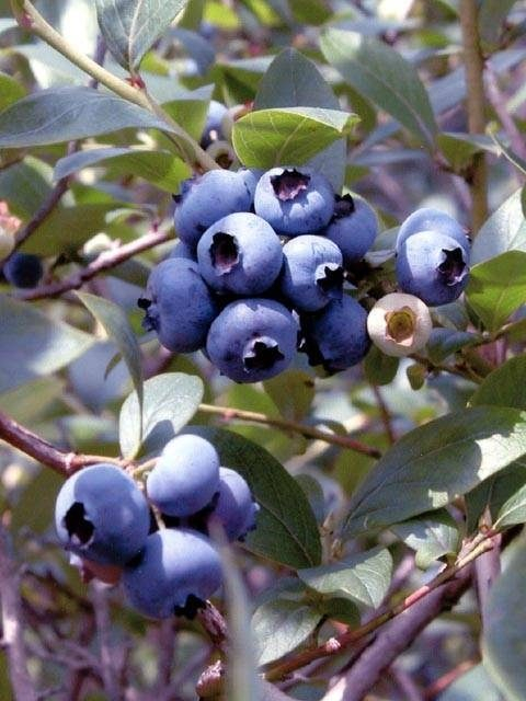 悠遊ブルーベリーの里