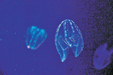 【見どころ1】クラネタリウム