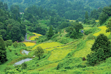 【新潟×新潟米】新潟米のおいしさの秘密
