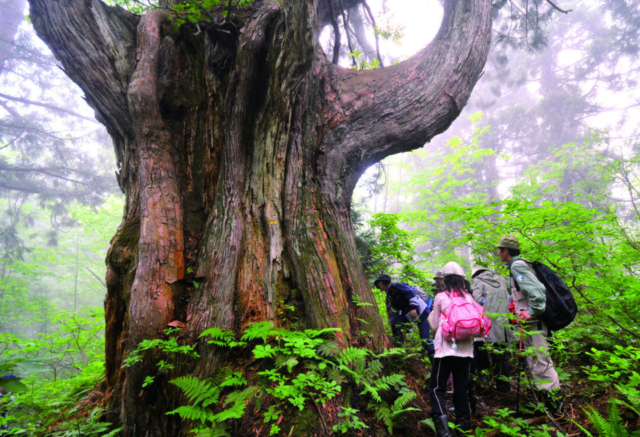 【立山黒部アルペンルート×美女平コース】③美女平遊歩道