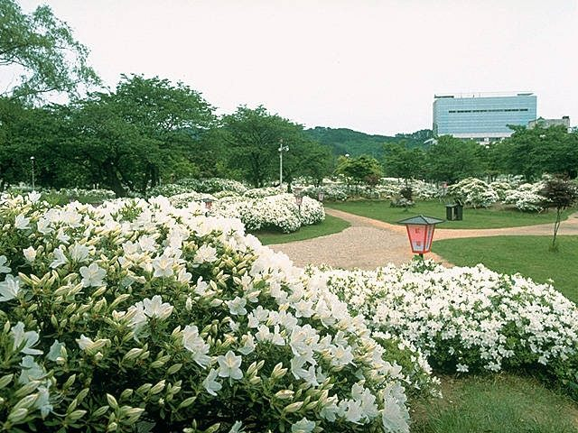 白つつじ公園