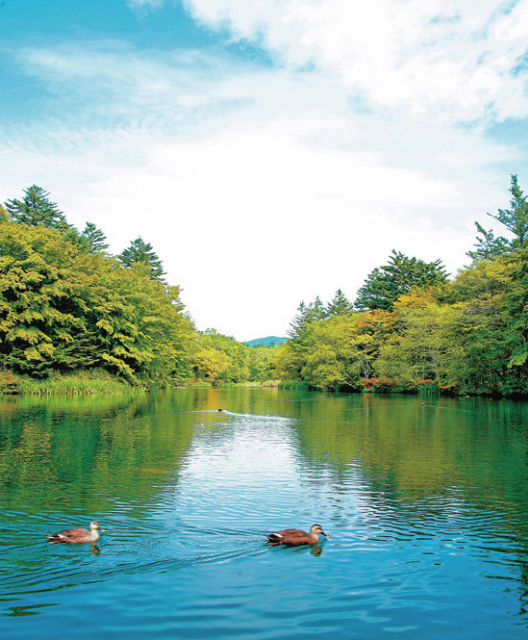 【軽井沢駅周辺の観光×緑のスポット】雲場池