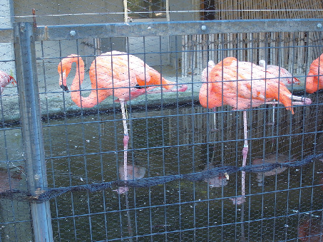 地元の子どもたちに人気のスポット「高岡古城公園動物園」