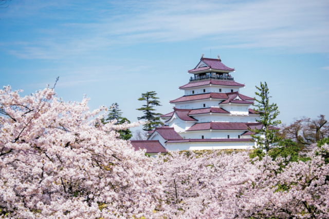 注目! 鶴ヶ城公園の桜