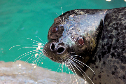ココに注目!②親潮エリアの仲間たち【北の海の海獣・水鳥】