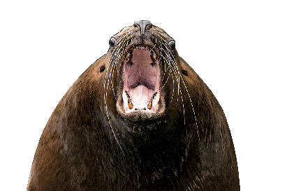 ココに注目!②親潮エリアの仲間たち【北の海の海獣・水鳥】
