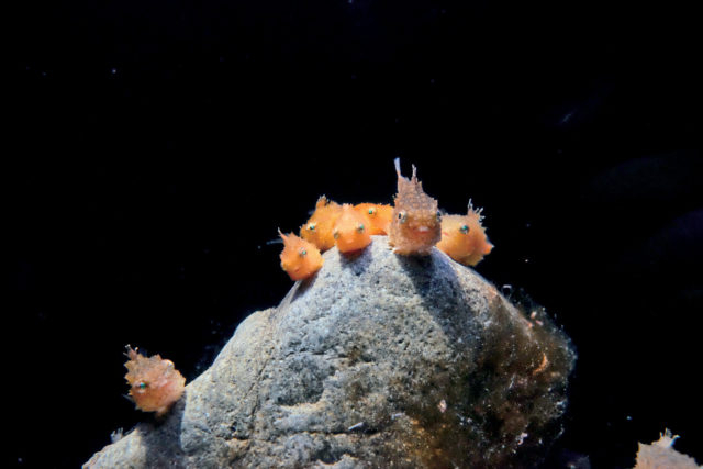 親潮アイスボックス