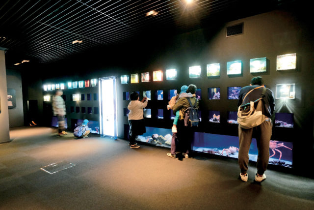 親潮アイスボックス