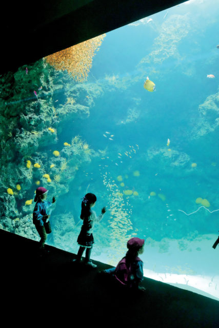 注目エリア③黒潮エリアの仲間たち【サンゴ礁の海】