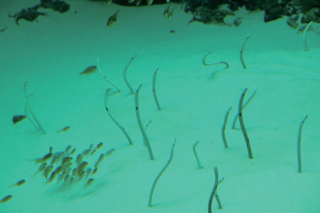 注目エリア③黒潮エリアの仲間たち【サンゴ礁の海】