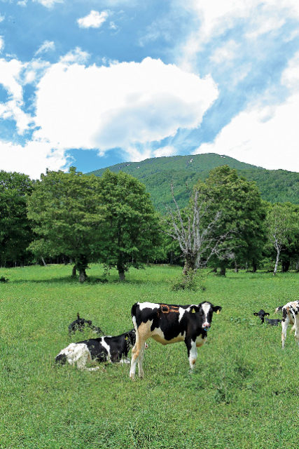 新潟の観光エリア7.上越 妙高・糸魚川エリア