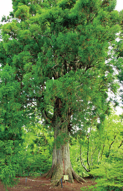【立山黒部アルペンルート×美女平コース】②出迎え杉