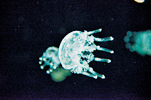 【見どころ1】クラネタリウム