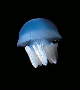 【見どころ1】クラネタリウム