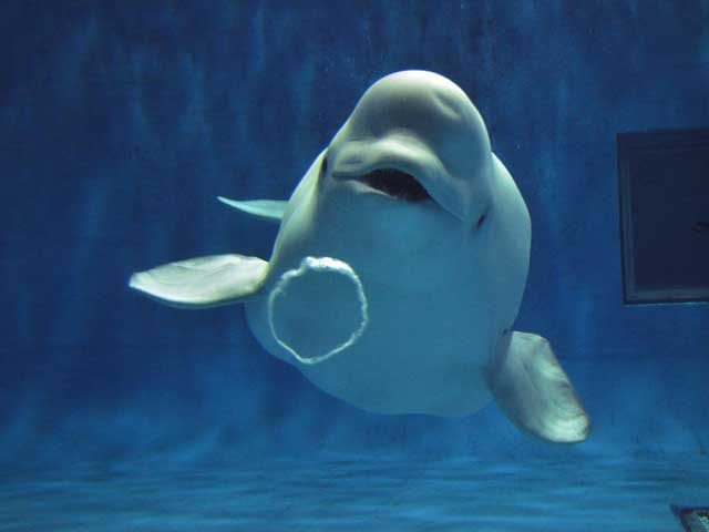 島根県立しまね海洋館 アクアス