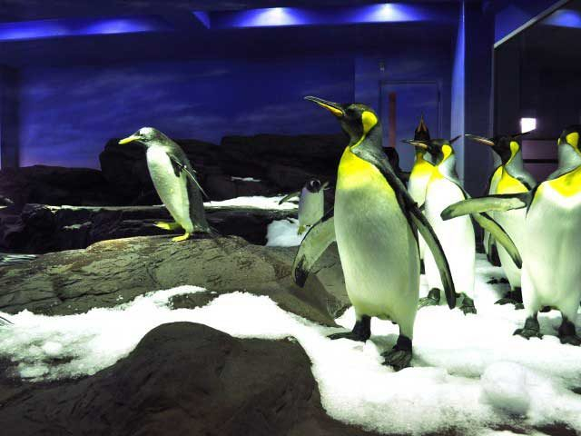 島根県立しまね海洋館 アクアス