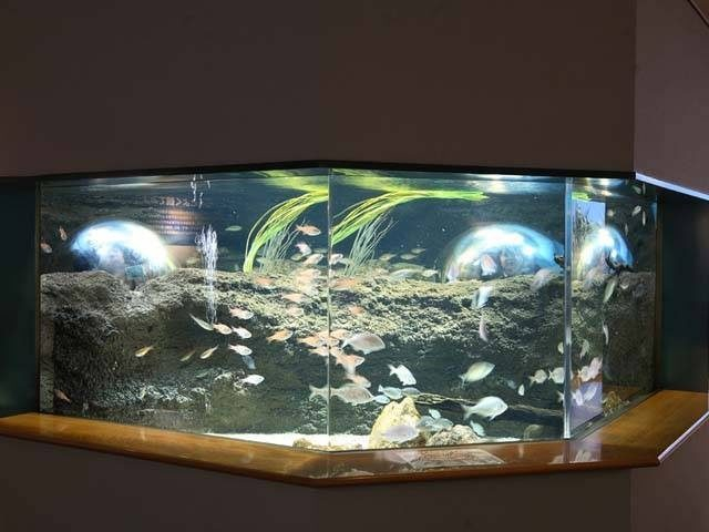 宍道湖の自然に親しむ