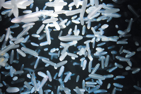 【見どころ1】クラネタリウム