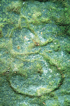 【注目!】見つけたら願いが叶う!?