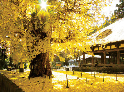 新宮熊野神社「長床」