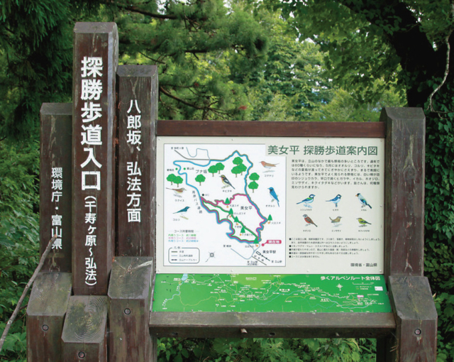 【立山黒部アルペンルート×美女平コース】②出迎え杉