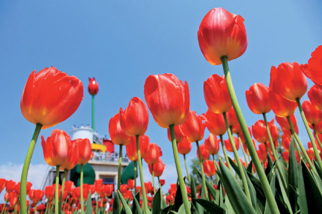 チューリップ